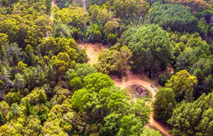 Aerial view of the Pemberton trail network through karri forest
