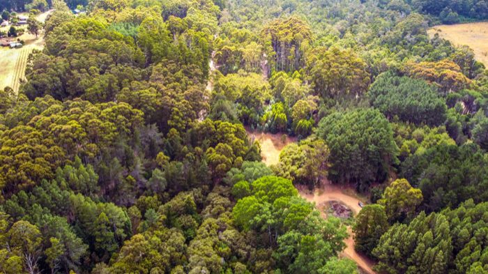 Aerial view of forest and gravel roads around Pemberton