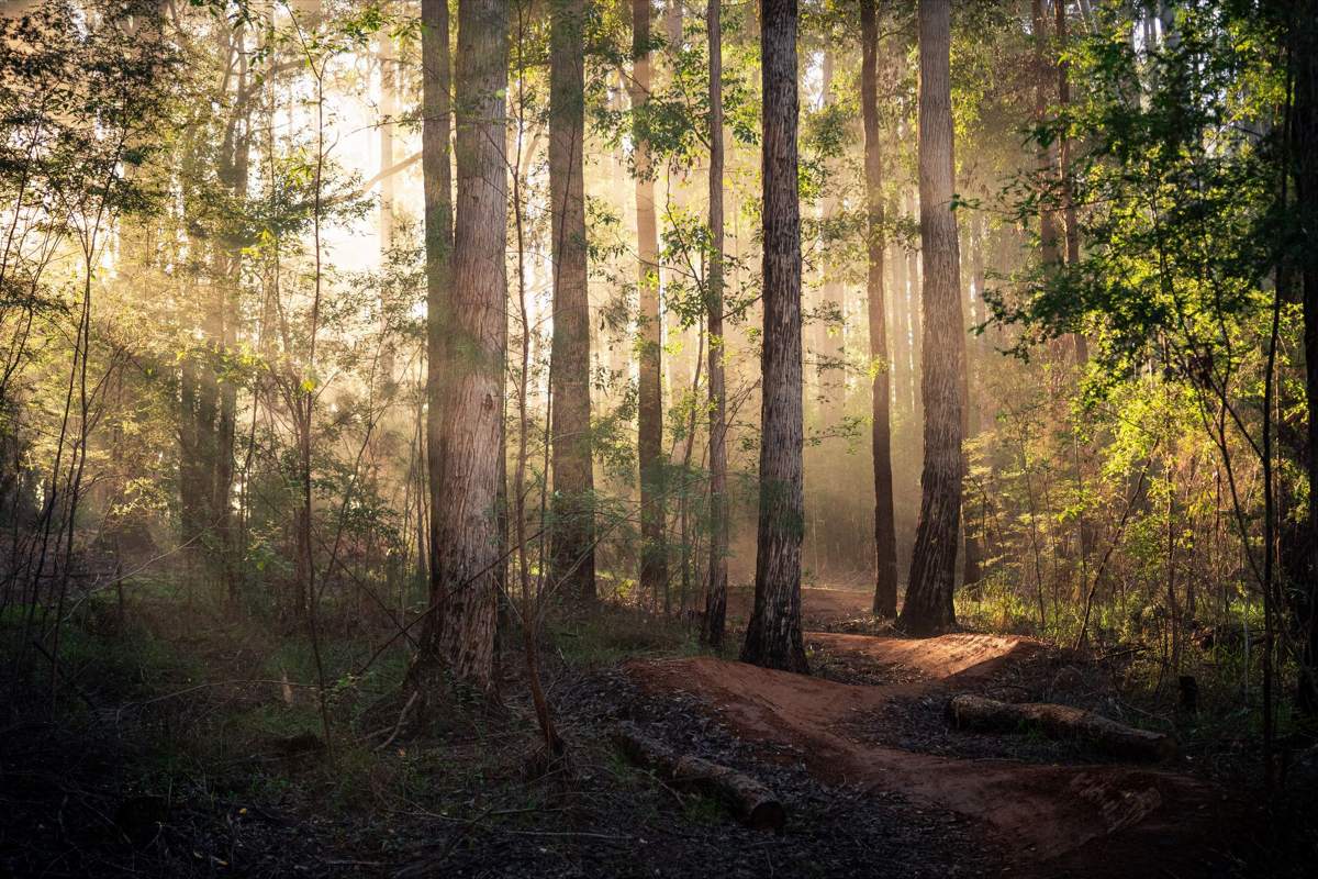 Morning light through karri trees on a berm in the Pemberton MTB Park