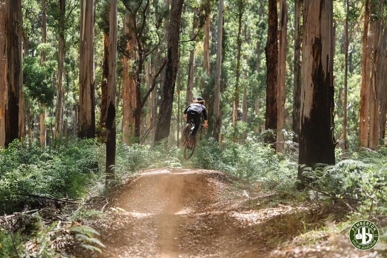 Mountain biker riding through karri forest in Pemberton
